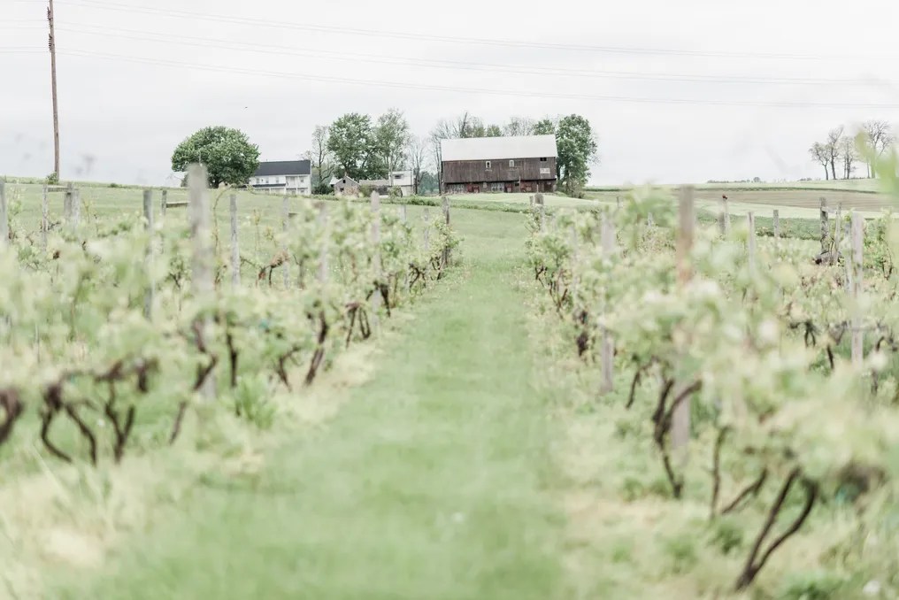 The Vineyard and Brewery at Hershey #38