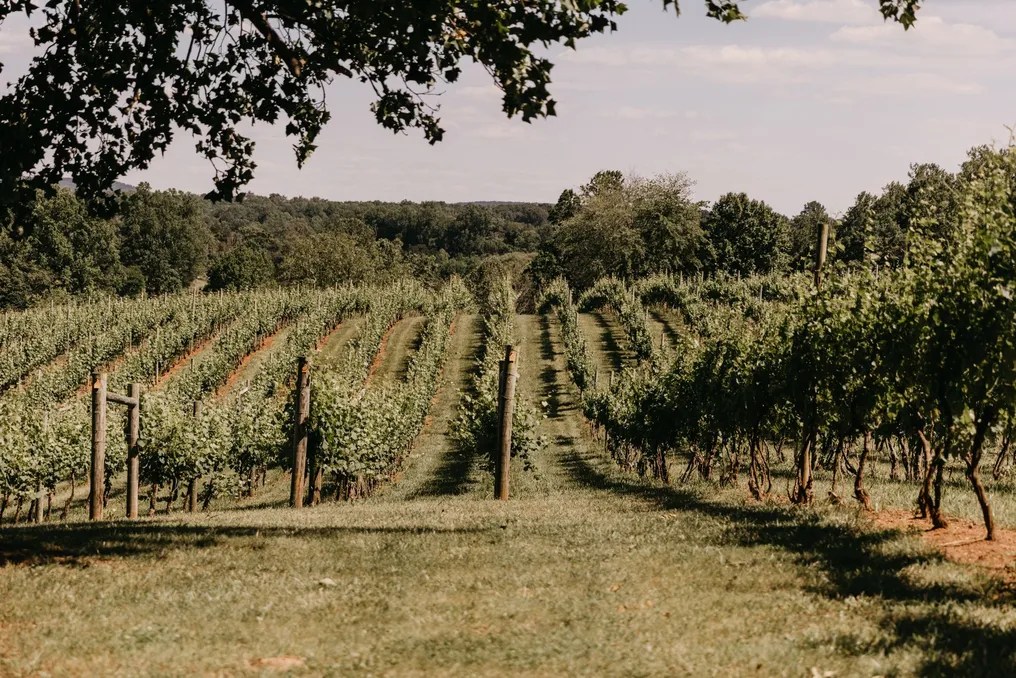 Lovingston Winery #17