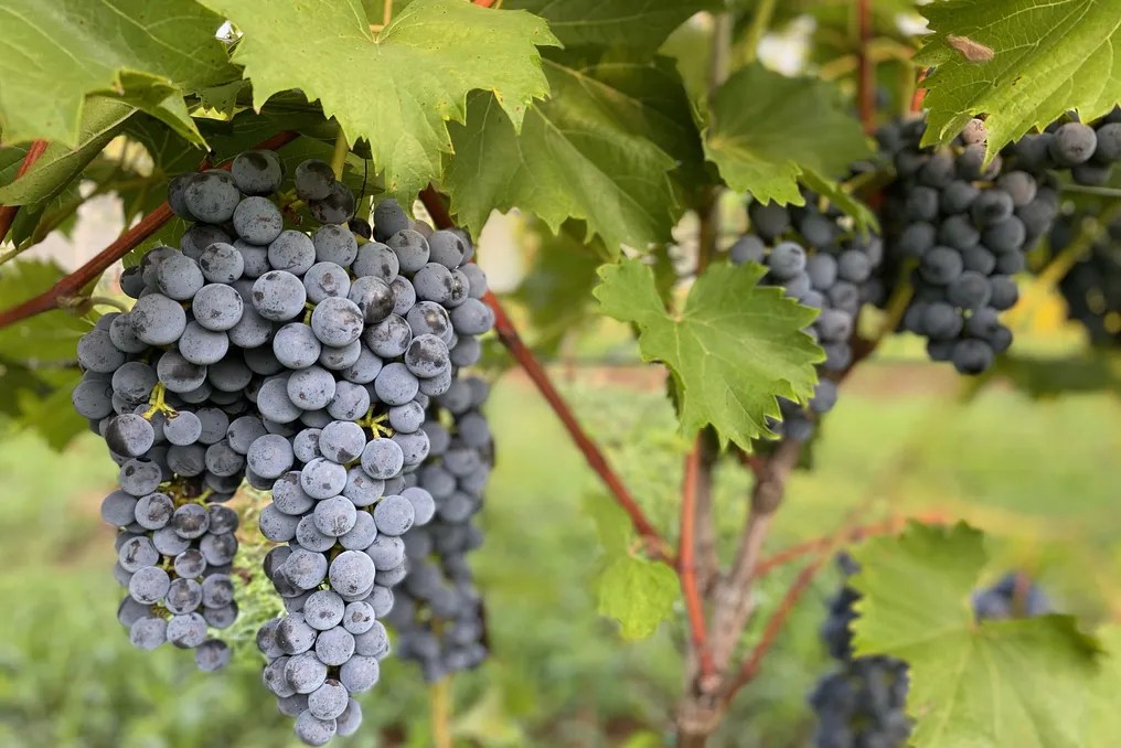 Lovingston Winery #33