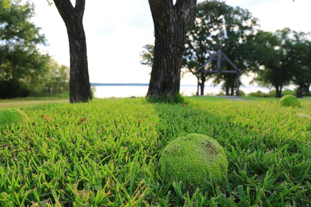 The Meadows at Peninsula Ranch #34