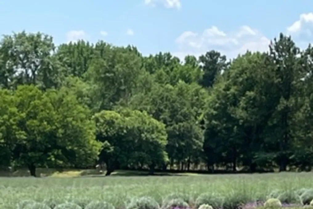 King George Lavender Wedding Venue #15