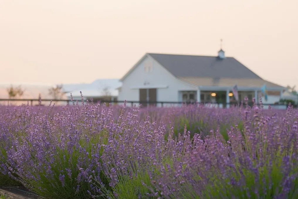 Brittingham Farms #1