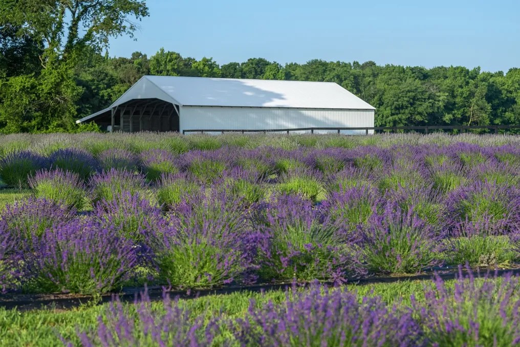 Brittingham Farms #11
