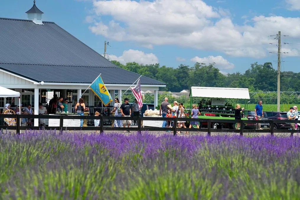 Brittingham Farms #16