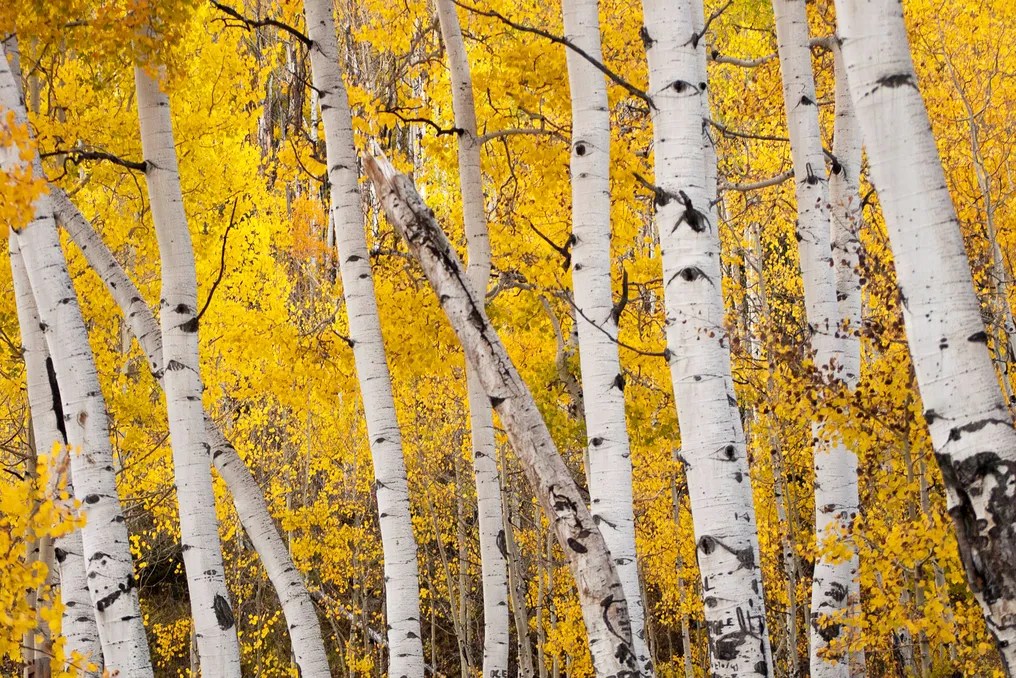 The Gant - Aspen #9