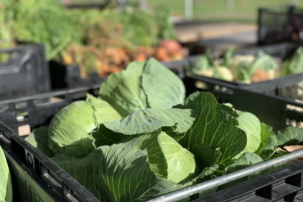 Southern Star Farms TX #58