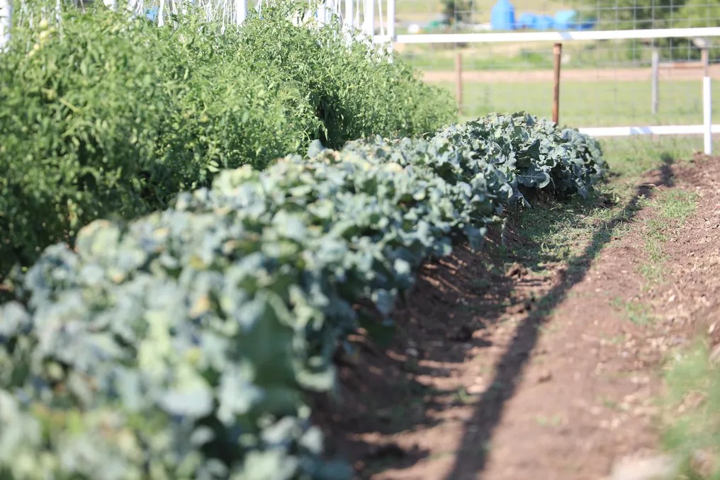 Southern Star Farms TX #59