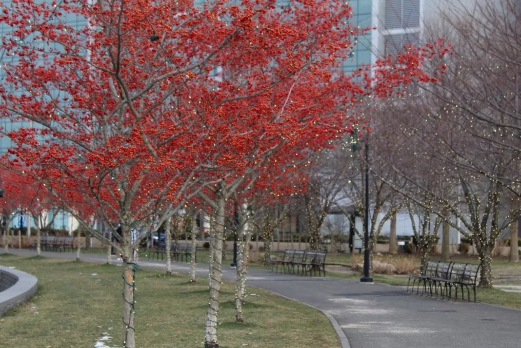 Mill River Park #4