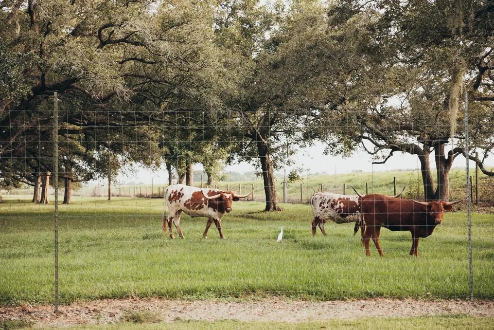 Hidden Oaks Events #74