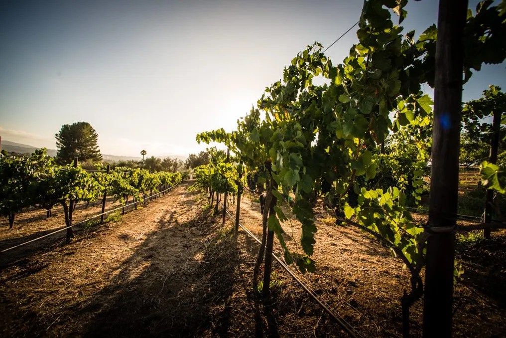 Bernardo Winery #28