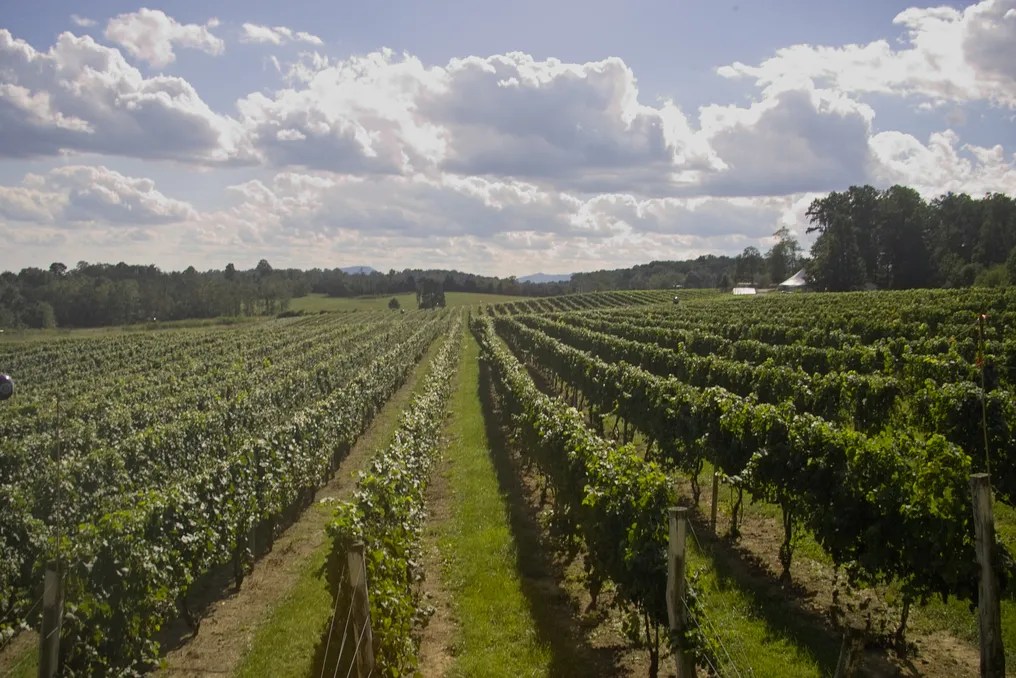 Virginia Mountain Vineyard #2