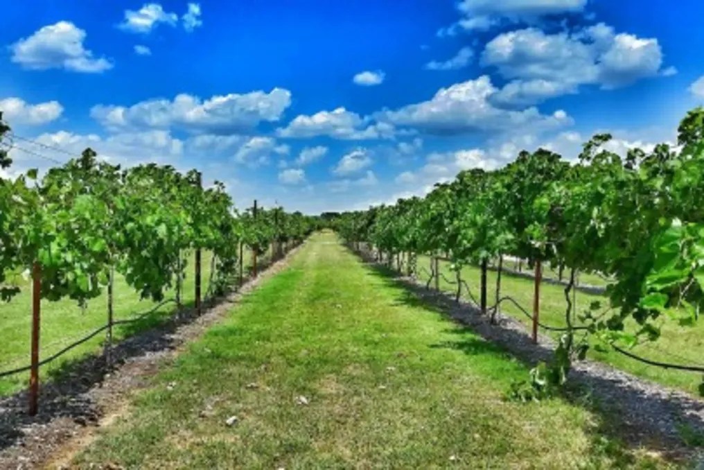 Denton Valley Farms #12