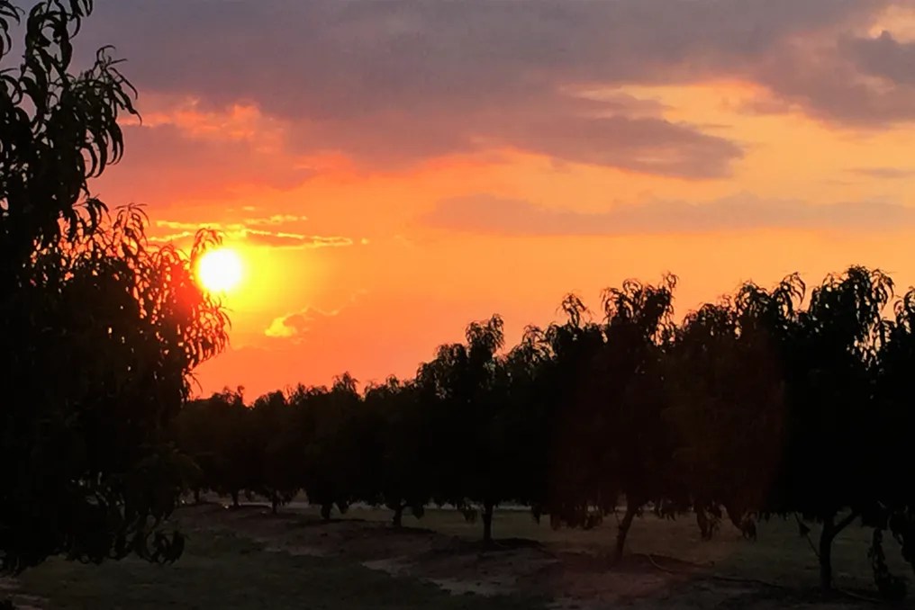 Denton Valley Farms #20