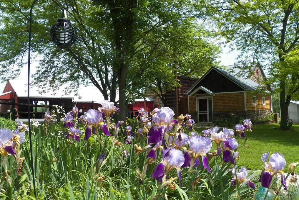 Stone Barn Farm and Vineyard #57