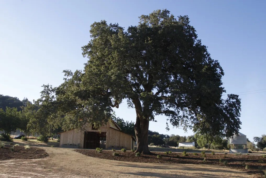 Serene Ranch #7