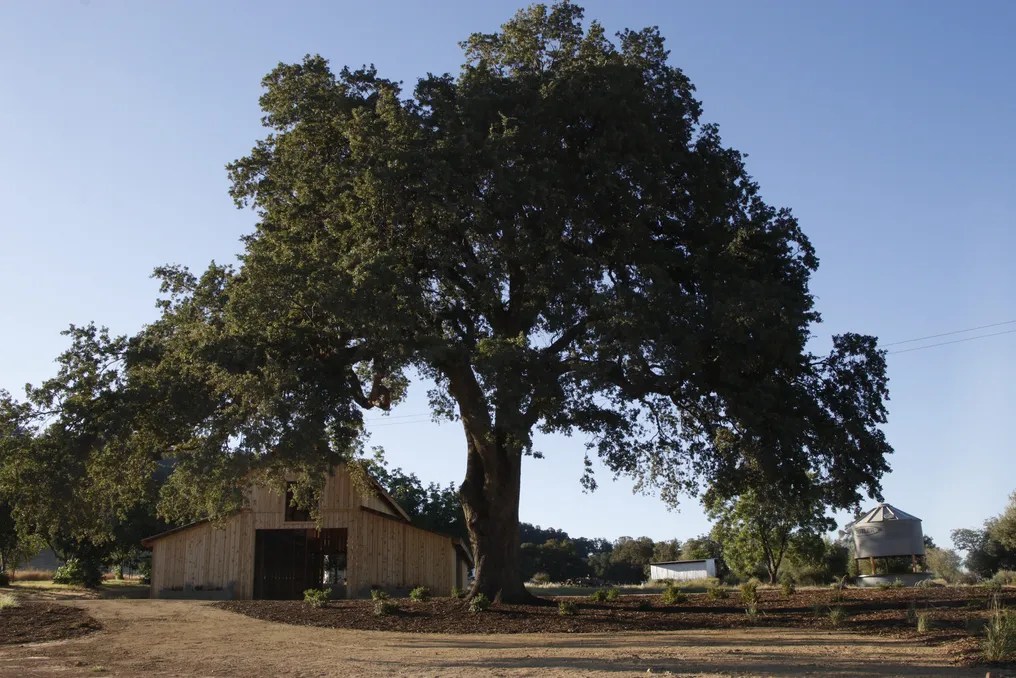 Serene Ranch #8
