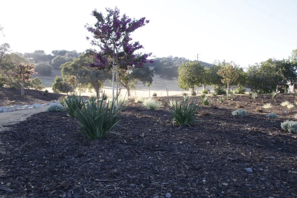 Serene Ranch #15