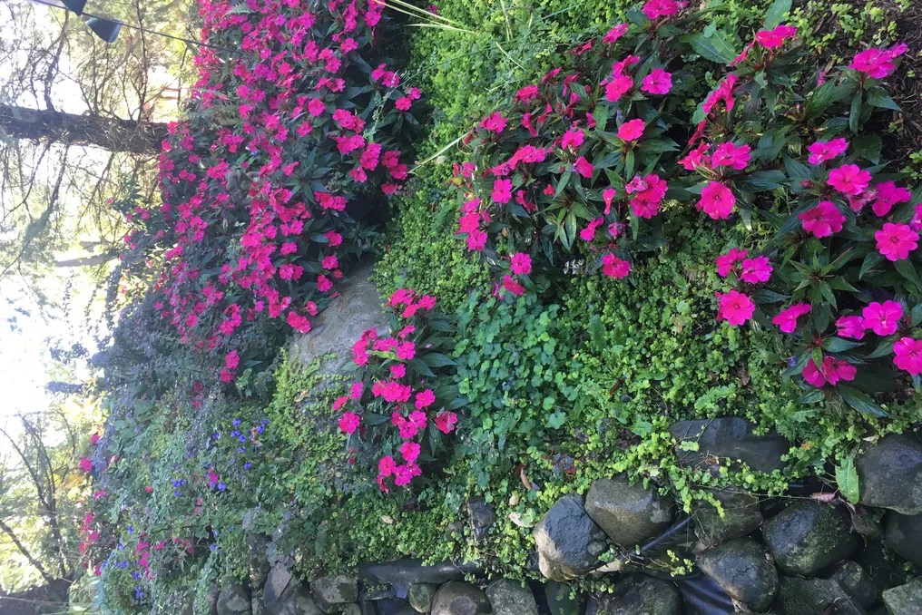 Everlastings In The Wildwood #19