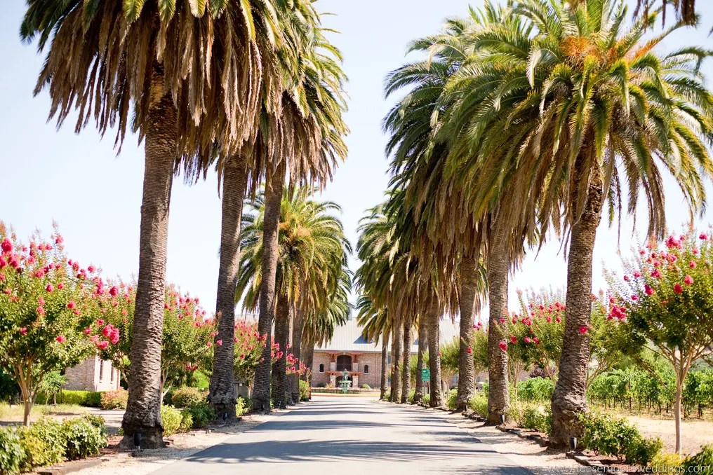 Palm Event Center in the Vineyard #21