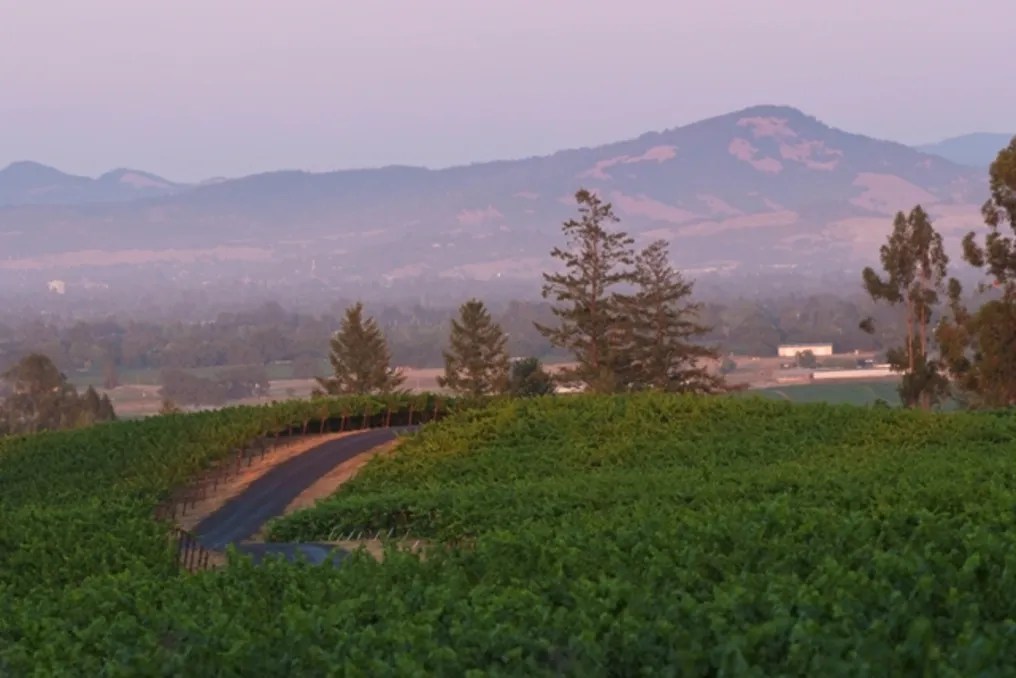 Vine Hill House #26