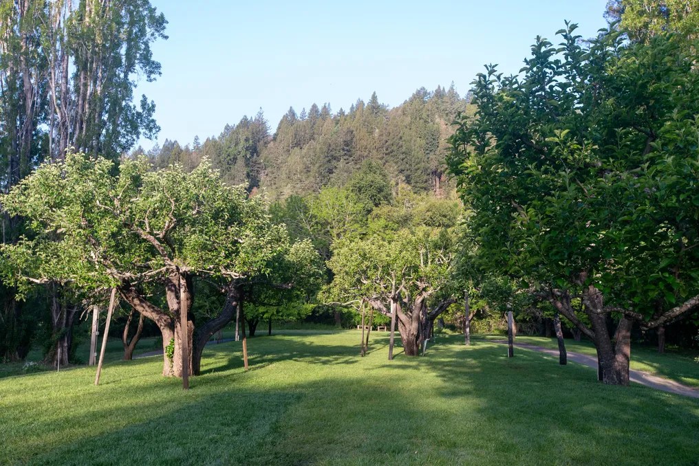 Dawn Ranch #73