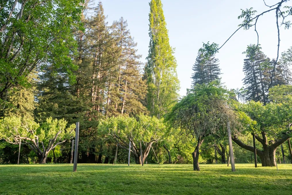 Dawn Ranch #77