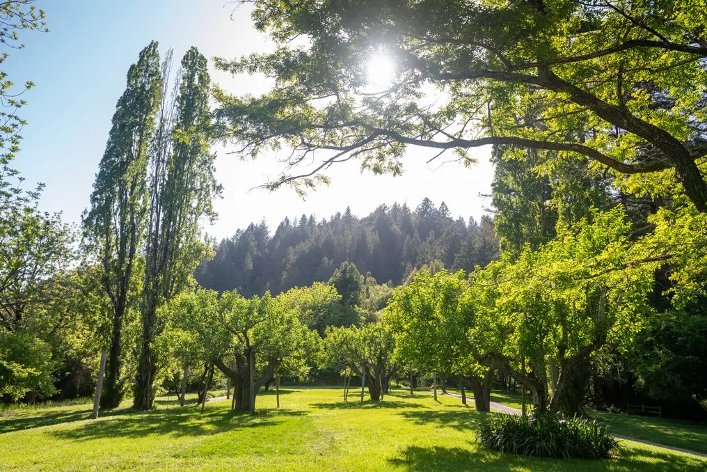 Dawn Ranch #83
