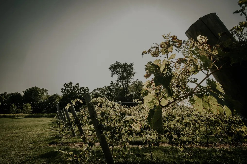 1841 Farms and Vineyard #29