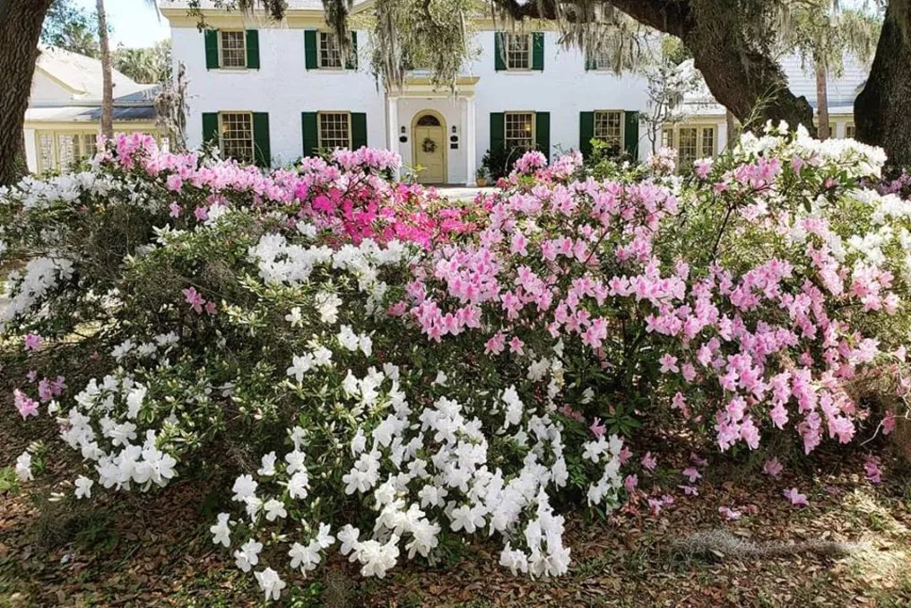 The Ribault Club #15