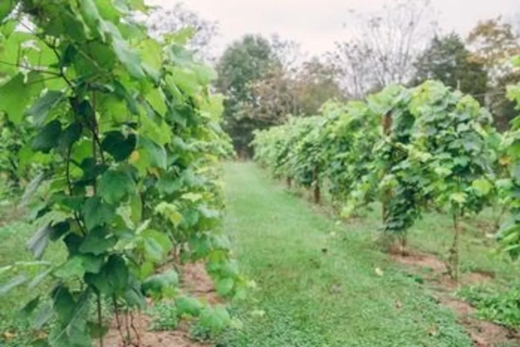 Fleetwood Farm Winery #6