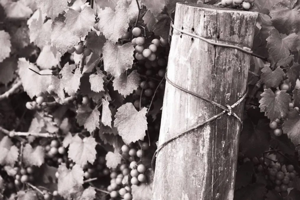 Fiorelli Winery #8