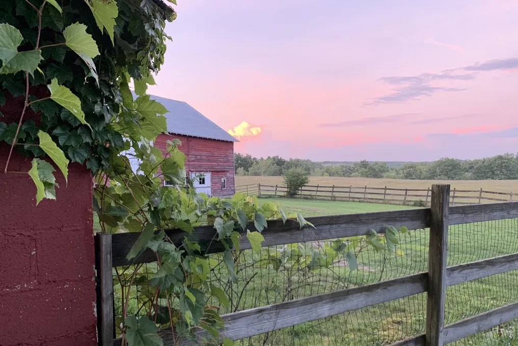 Hydrangea Farms #2