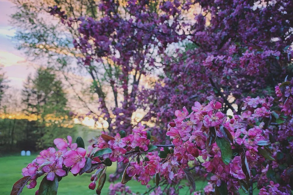 Hydrangea Farms #3
