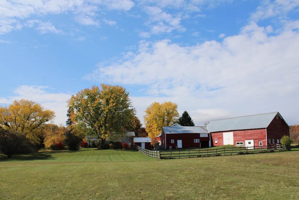Hydrangea Farms #6