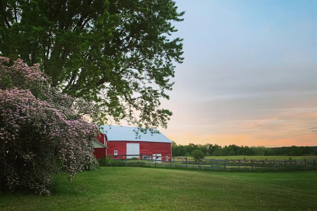 Hydrangea Farms #17