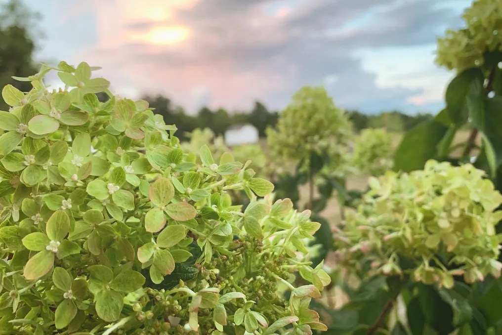 Hydrangea Farms #24