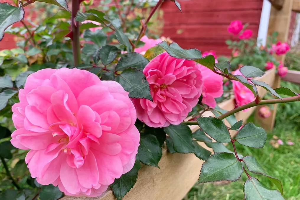 Hydrangea Farms #25