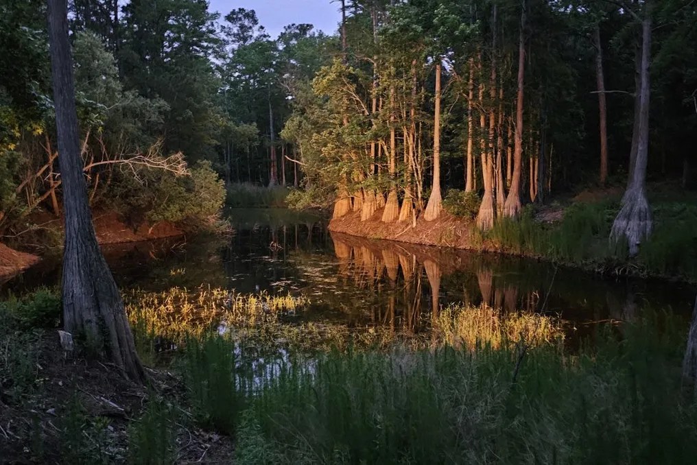 Pond Break #21