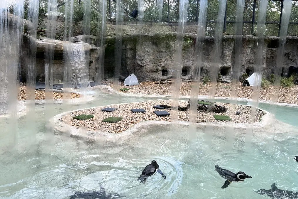 Jacksonville Zoo and Gardens #8