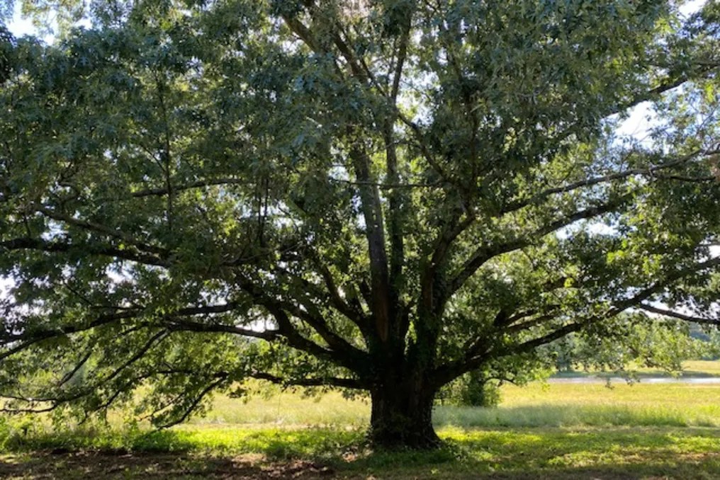 Twelve Oaks Pond #34