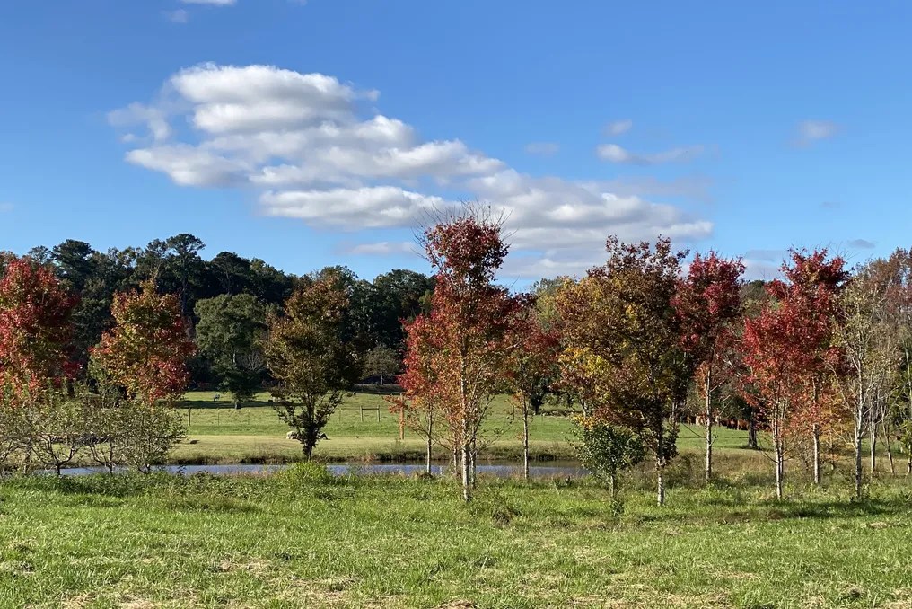 Twelve Oaks Pond #53
