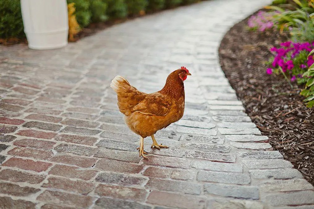Wildwood Family Farms #21
