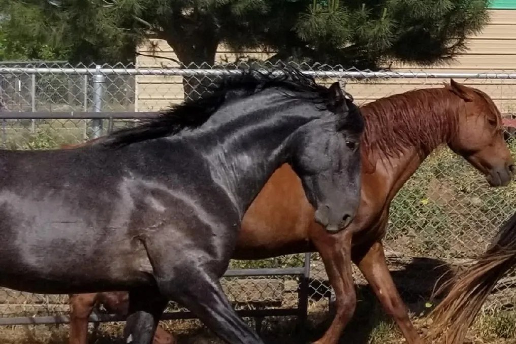 Andalin Ranch #13