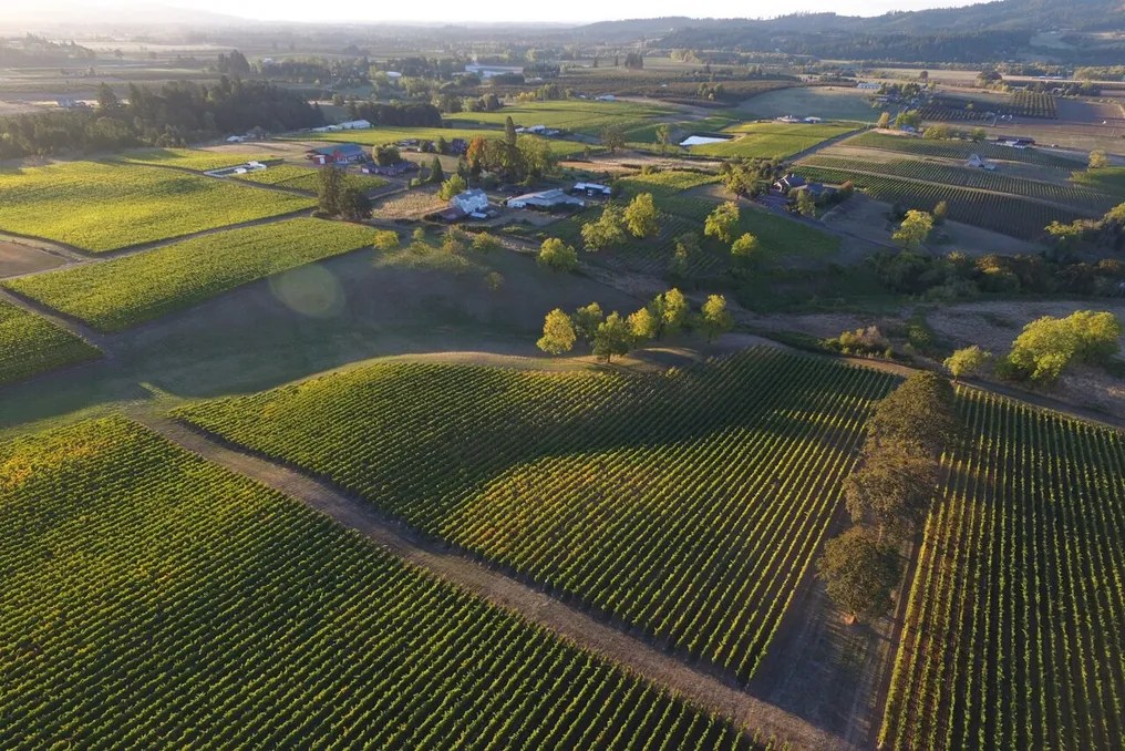 Lachini Vineyards #5