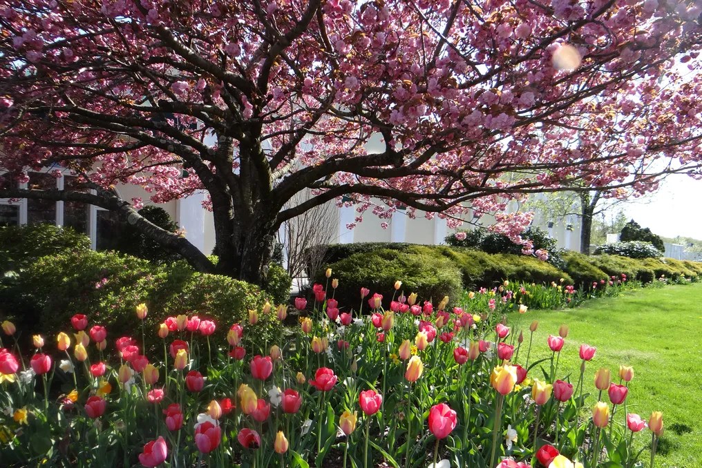 Majestic Gardens #13