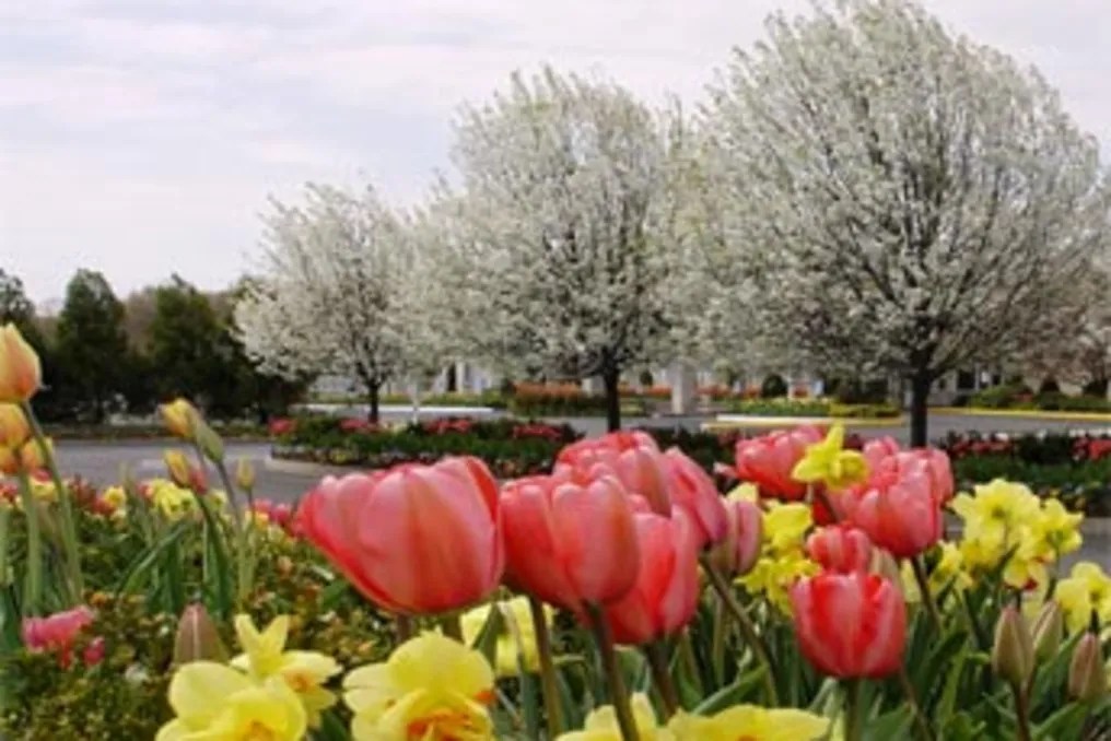 Majestic Gardens #21