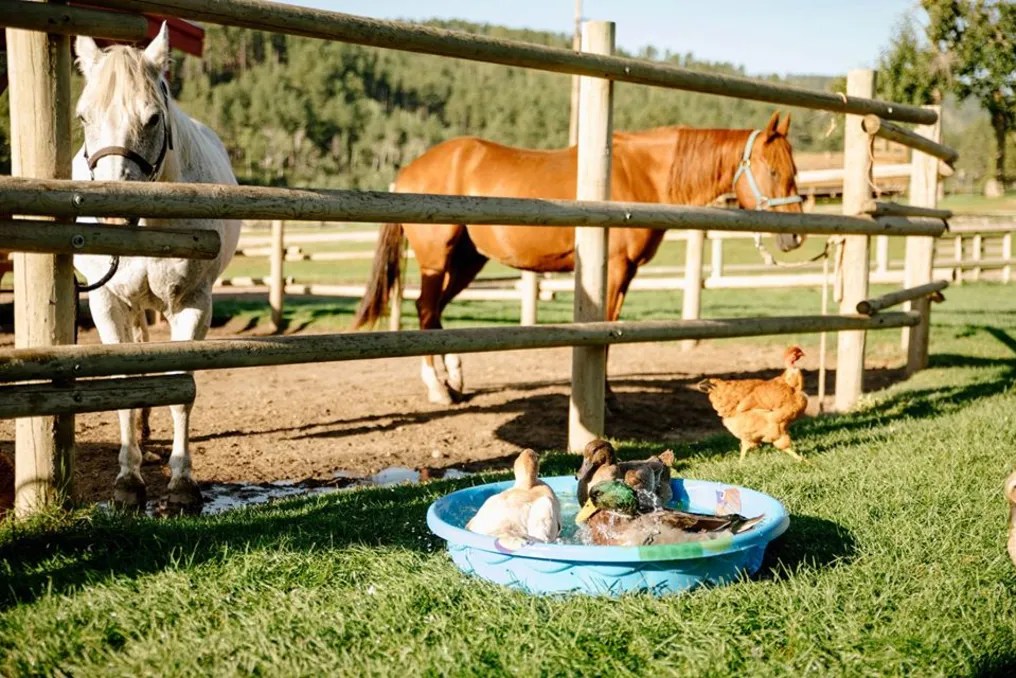 High Country Guest Ranch #6