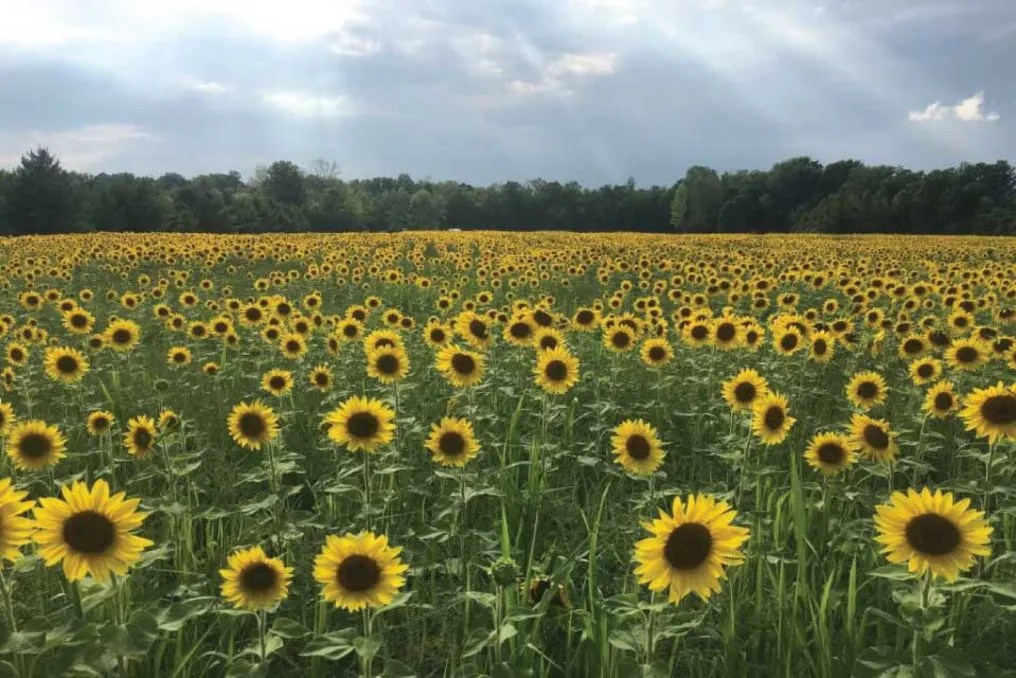 Lincoln Hill Farms #13
