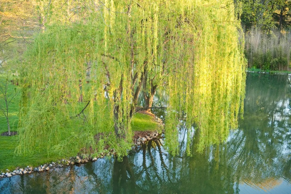 Schedel Arboretum & Gardens #9