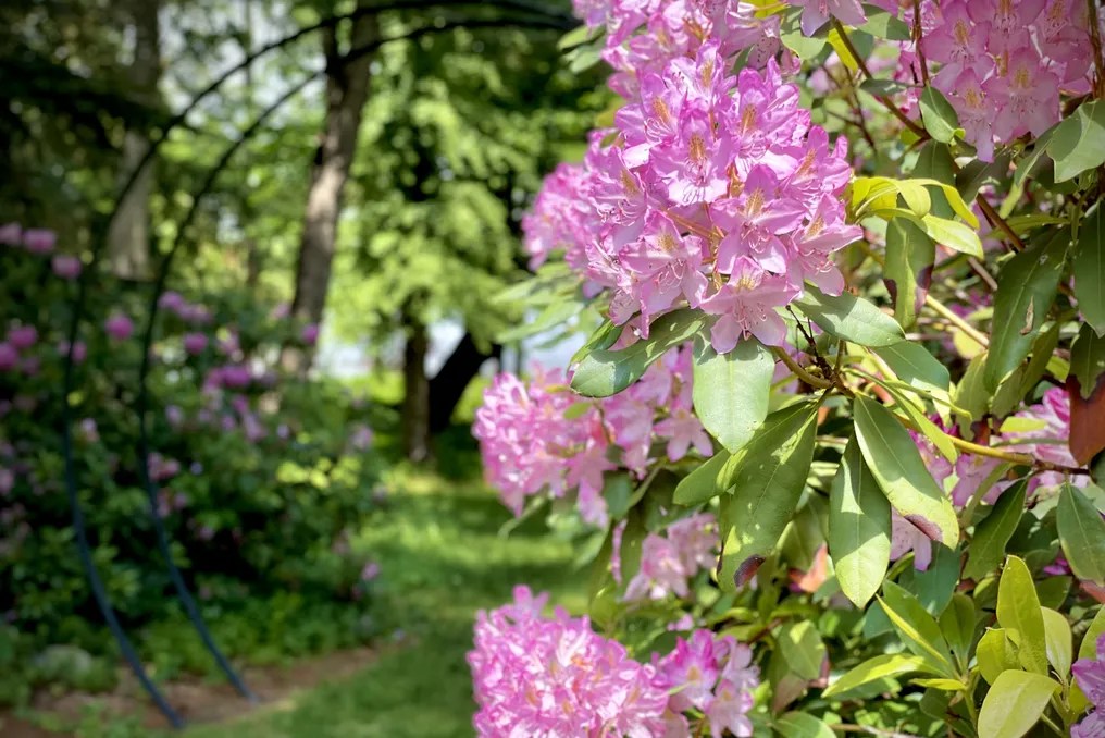 Westcroft Gardens & Farm #3